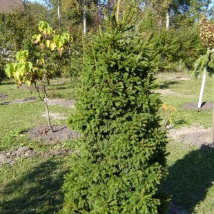 Picea abies 'Dundanga'