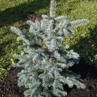 Picea pungens