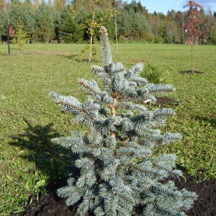 Picea pungens