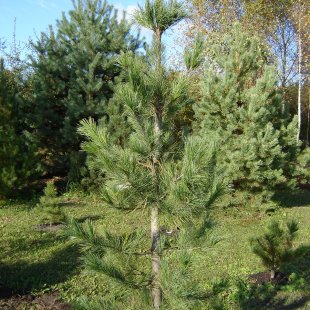 Pinus sibirica