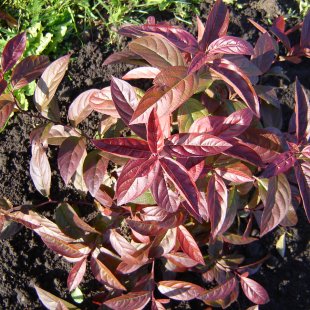Itea virginica ‘Henry's Garnet’