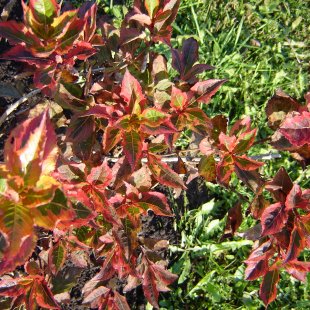 Weigela florida ‘Kolmagira’ / ‘Magical Rainbow’