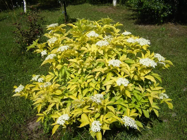 Sambucus nigra 'Aurea'