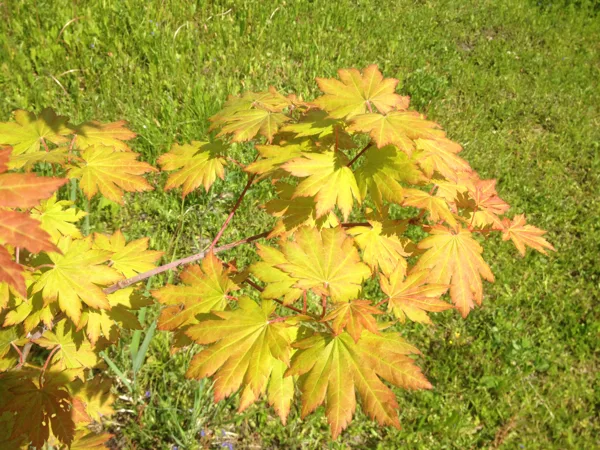 Acer pseudosieboldianum