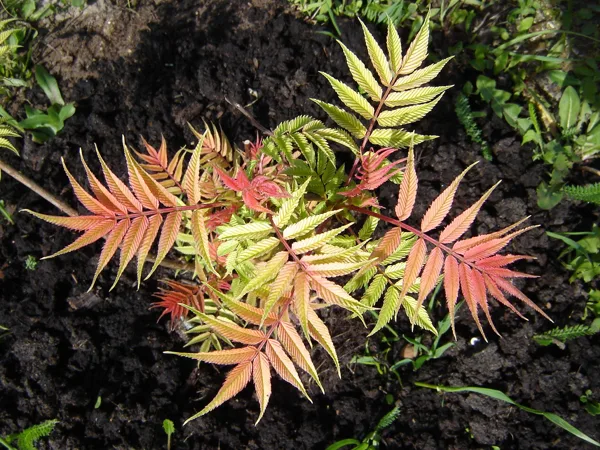 Sorbaria sorbifolia 'Sem'