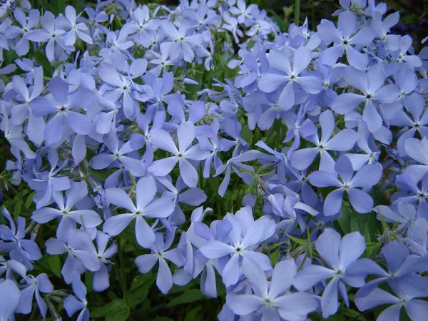 Phlox divaricata