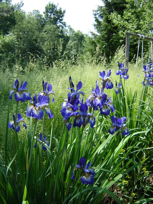 Iris sibirica