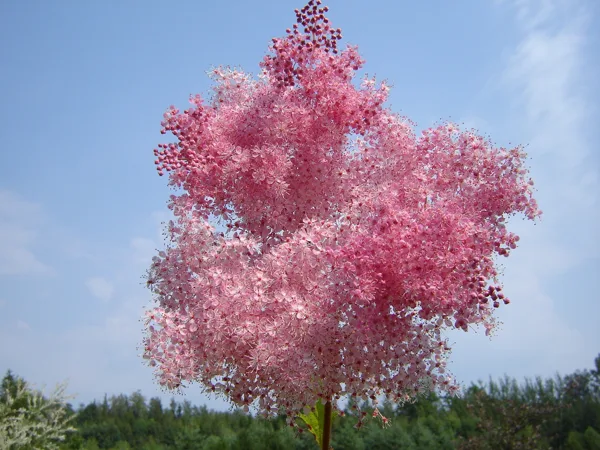 Filipendula rubra 'Venusta'