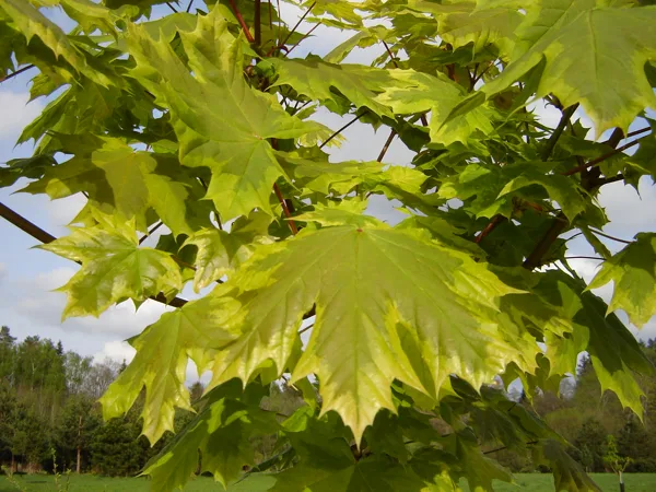 Acer platanoides 'Drumondii'