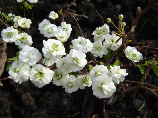 Spiraea prunifolia