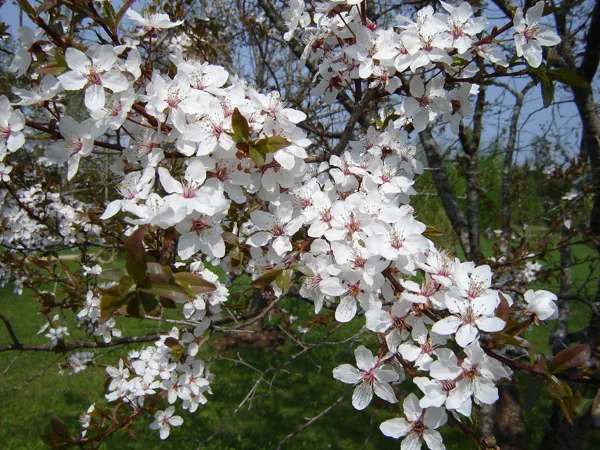 Prunus divaricata 'Spīdola'