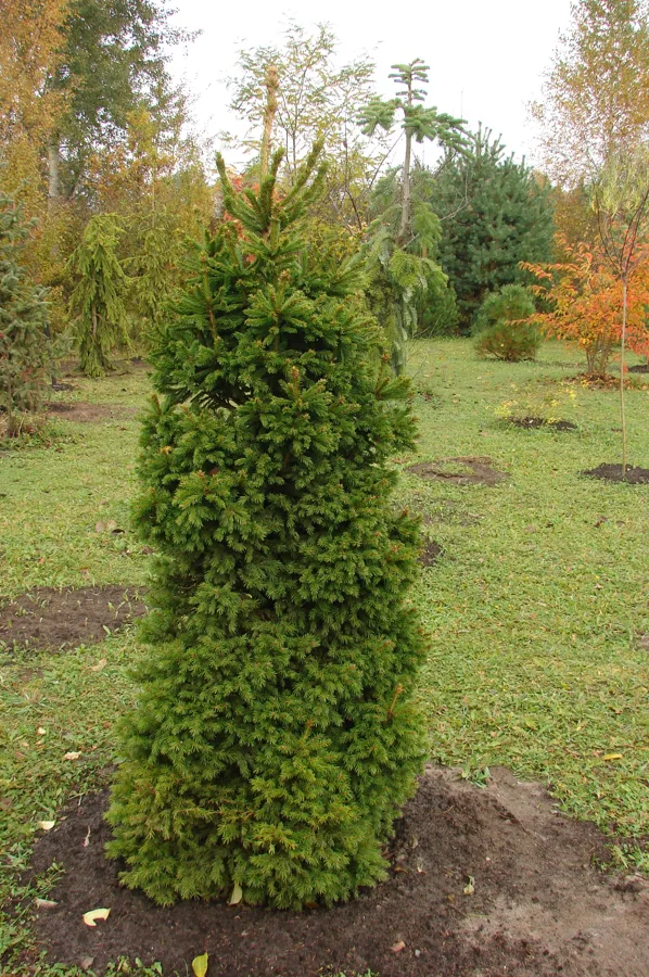 Picea abies 'Dundaga'