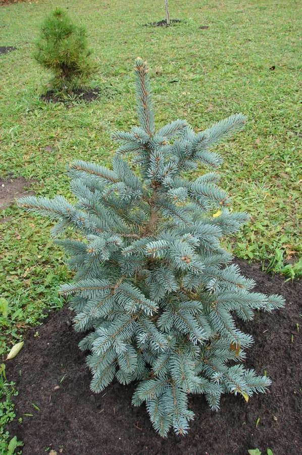 Picea pungens (atlase ar dzelteniem jaunajiem dzinumiem)