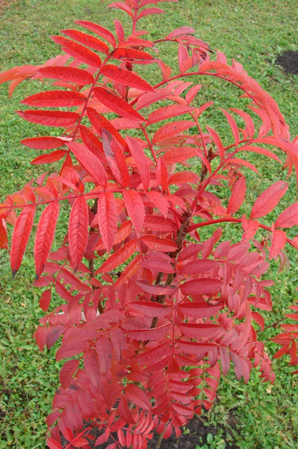Sorbus ‘Autumn Spire’ / ‘Flanrock’