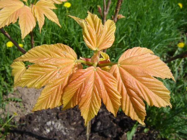 Acer pseudoplatanus 'Brilliantissimum'