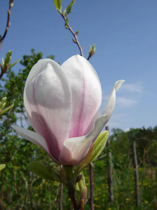 Magnolia soulangeana