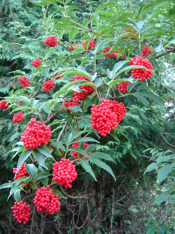 Sambucus racemosa