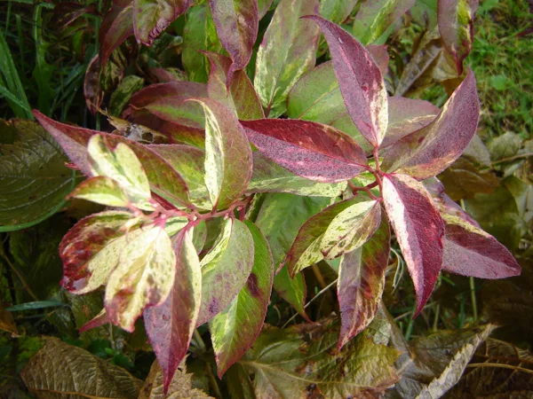 Leucothoe fontanesiana 'Rainbow' 