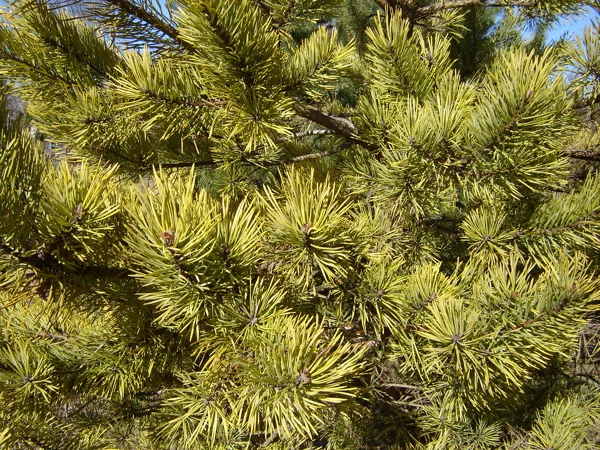 Pinus sylvestris 'Aurea'