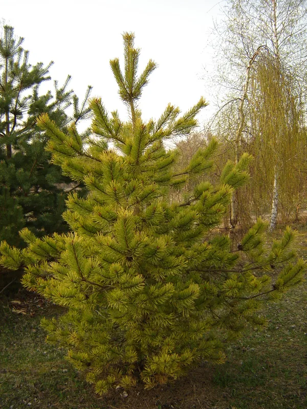 Pinus sylvestris 'Aurea'