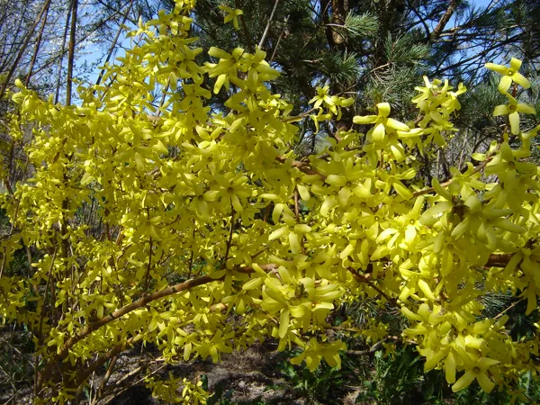 Forsythia intermedia