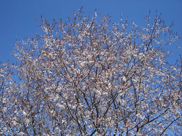 Prunus divaricata 'Spīdola'