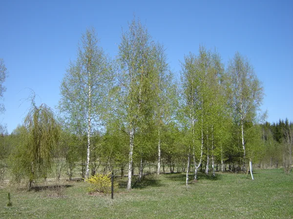 Betula pendula