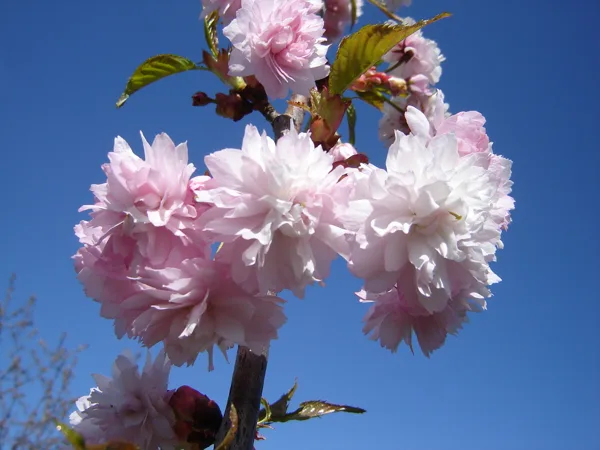 Prunus serrulata 'Kiku-shidare-zakura'