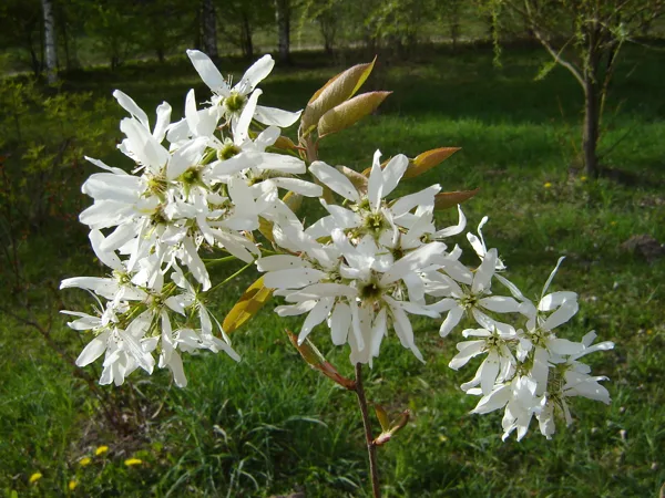 Amelanchier lamarkii 'Ballerina'