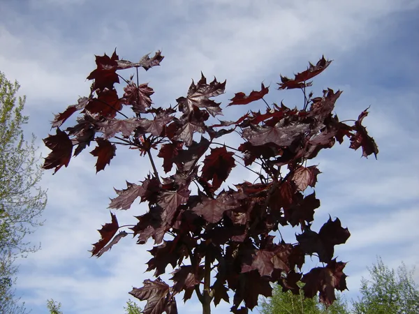 Acer platanoides 'Faassen's Black'