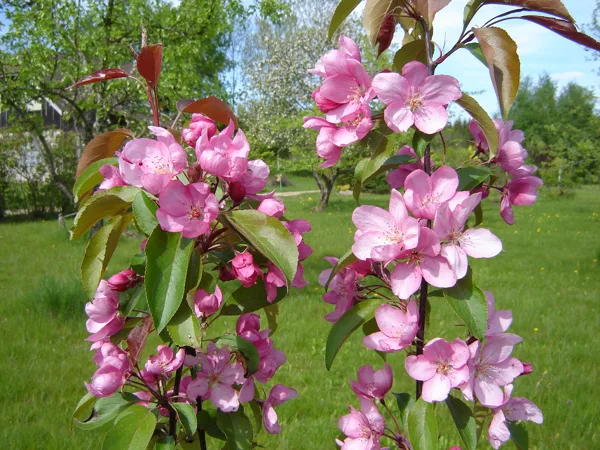 Malus purpurea 'Ola'