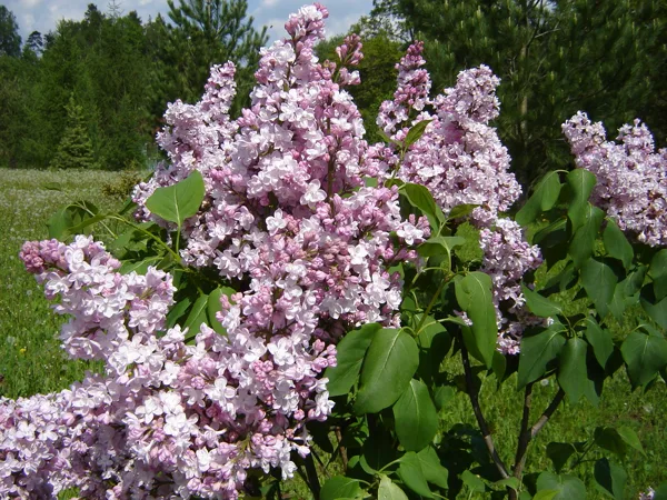 Syringa vulgaris 'Zhemchuzhina'