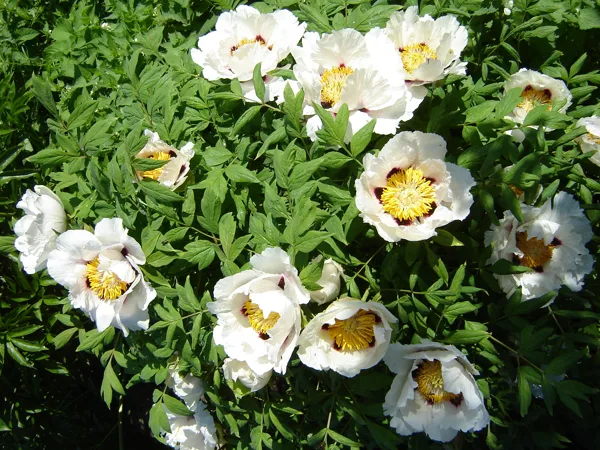 Paeonia rockii'