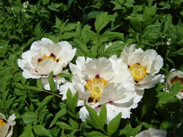 Paeonia rockii