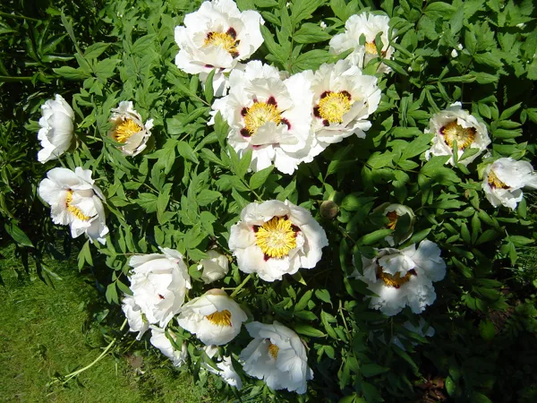 Paeonia rockii