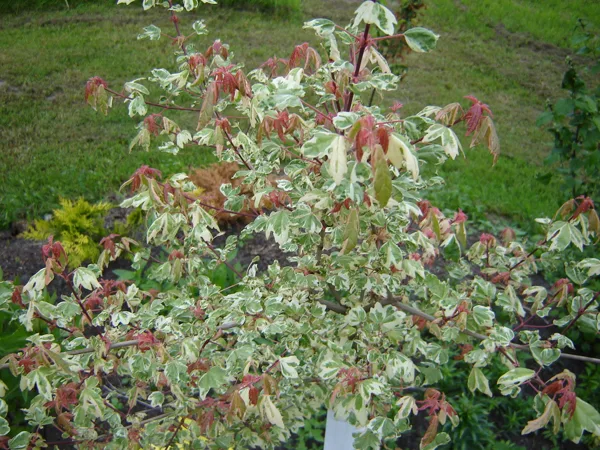 Acer campestre 'Carnival'