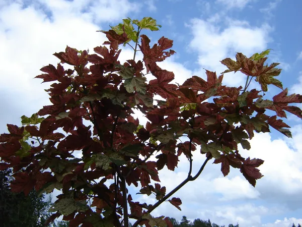 Acer pseodoplatanus 'Esk Sunset'