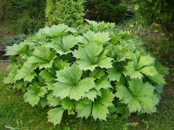 Rodgersia aescufolia