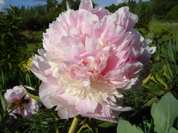 Paeonia ‘Angel Cheeks’