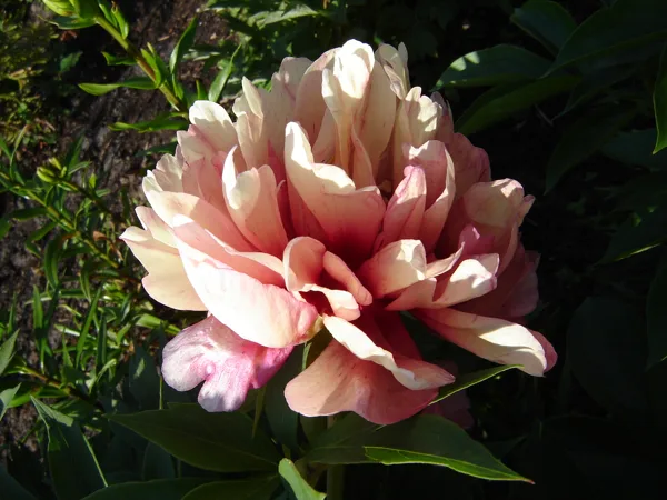 Paeonia ITOH 'Hillary'