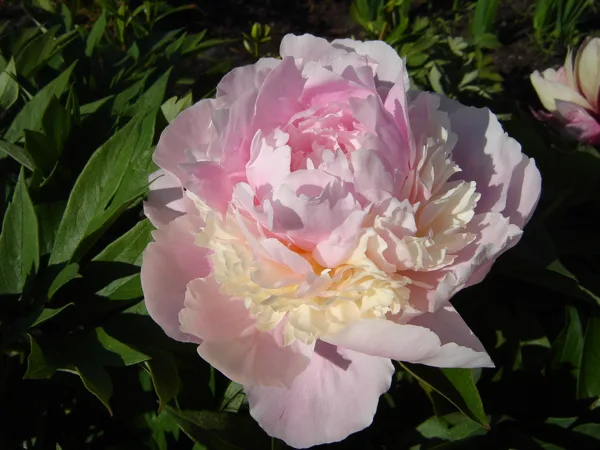 Paeonia 'Angel's Cheek's'