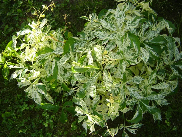 Parthenocissus quinquefolia ‘Star Showers’