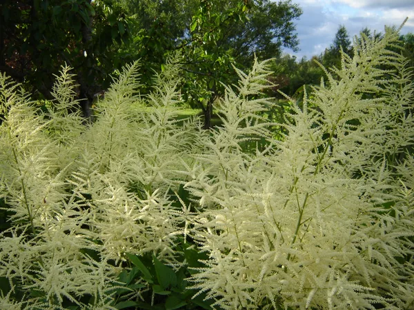 Aruncus dioicus