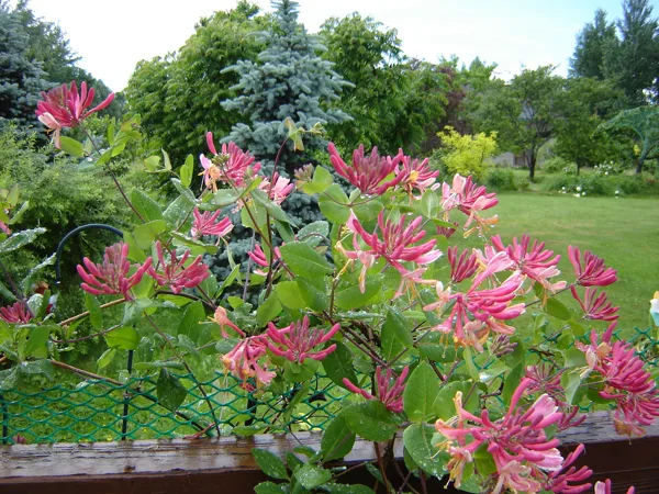 Lonicera x heckrottii ‘Goldflame’ 