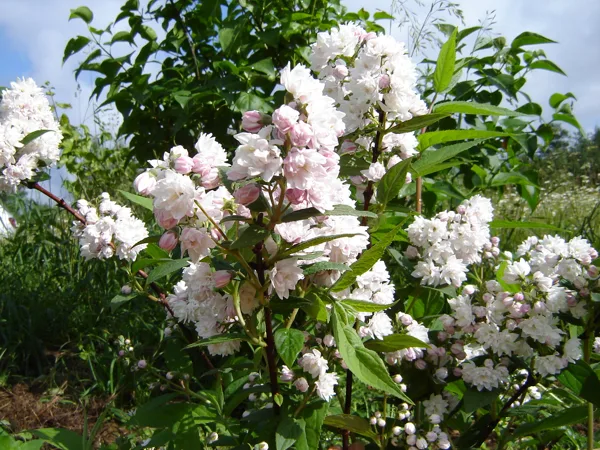 Deutzia hybrida 'Pom-Pom'