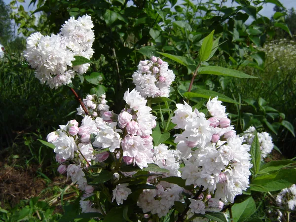 Deutzia hybrida 'Pom-Pom'