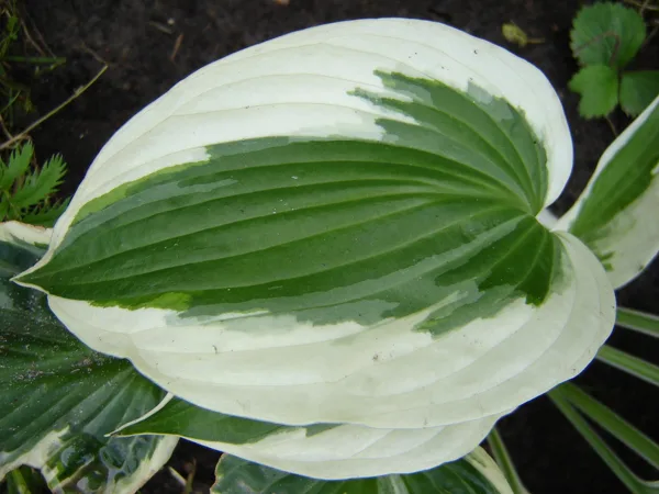 Hosta