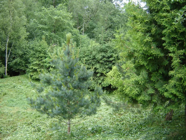Pinus koraensis