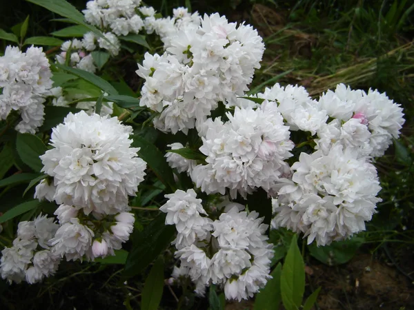 Deutzia hybrida 'Pom-Pom'