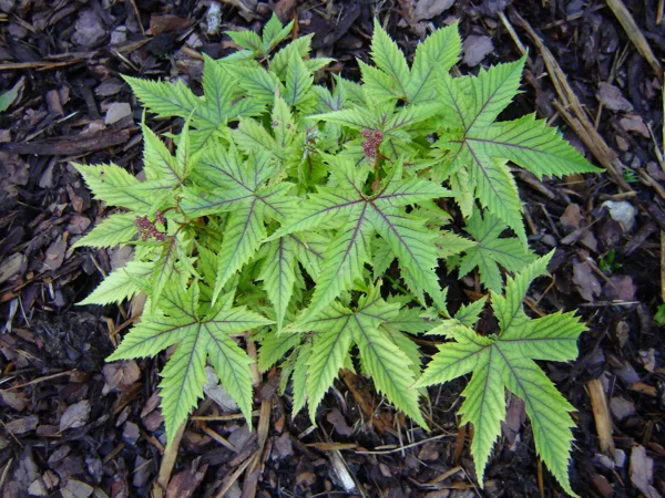 Filipendula multijuga 'Red Umbrellas'